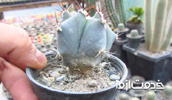 آکانتوکالیسیوم گلاسیوم